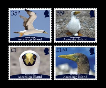 Ascension Island: Masked Booby