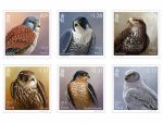 Images Birds of Prey by Jeremy Paul