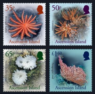 Ascension Islands: Deep Sea