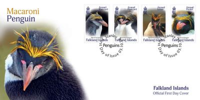 Falkland Islands: Macaroni Penguin