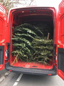 CHRISTMAS TREE COLLECTION 2019  