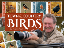 Town and Country Birds