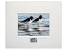 Coastal Birds of the Isle of Man by Jeremy Paul Stamped and Signed Prints