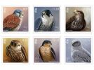 Birds of Prey by Jeremy Paul Set & Sheet Set